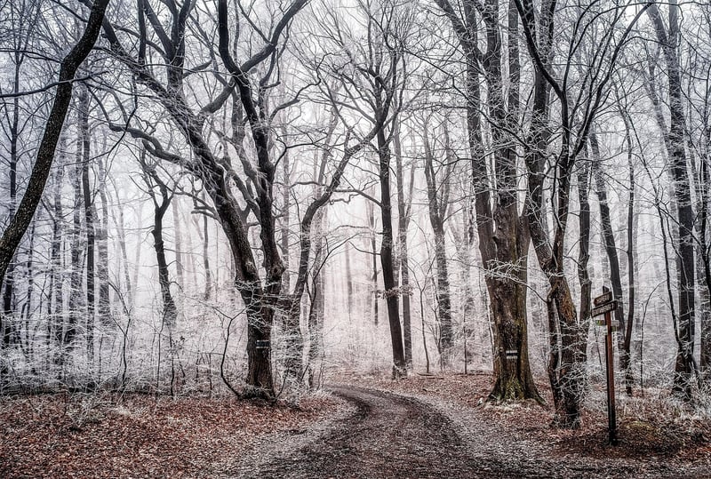 Enchanted Paths
