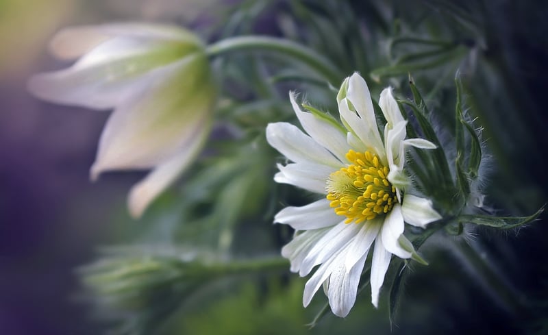 Enchanting Petals
