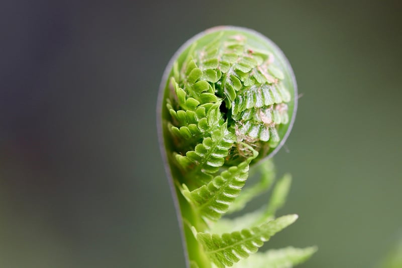 Mystical Growth