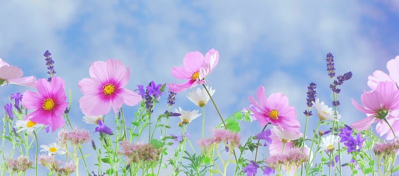 Whimsical Wonderland